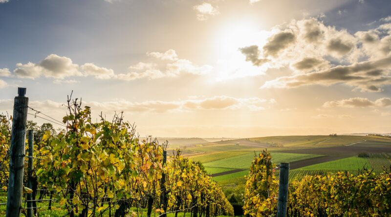 Winzer in Stellenbosh