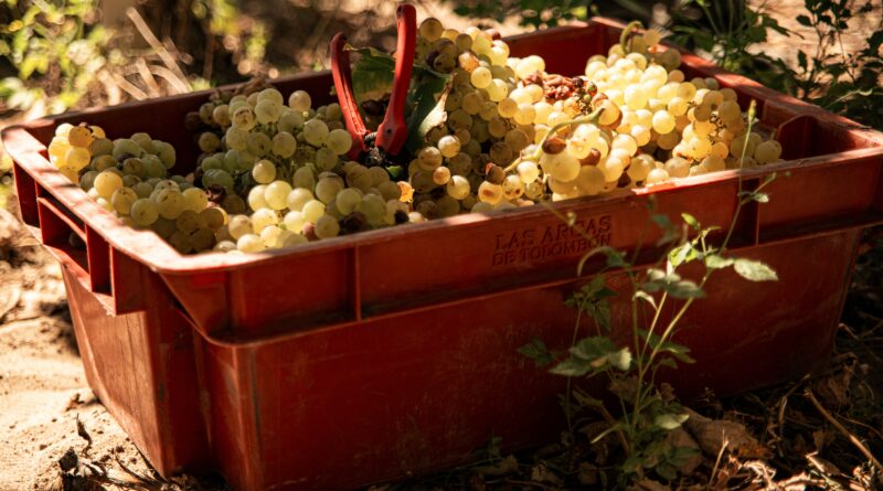 Besuch beim Riesling Winzer