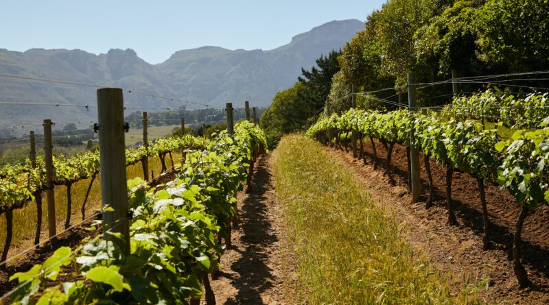 Unsere Lieblingswinzer im Rheingau